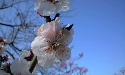 f:id:shuhey1973:20080321141759j:image f:id:shuhey1973:20080321141759j:image