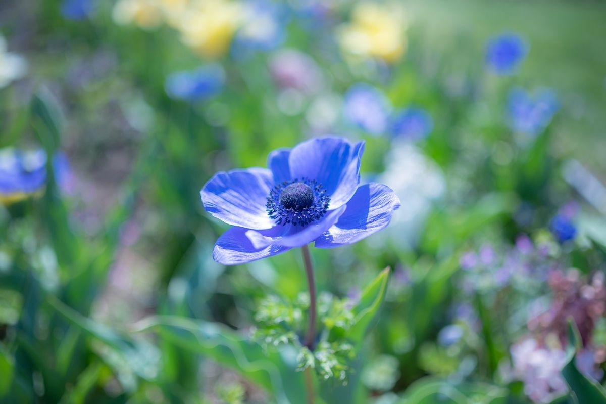 f:id:shuinout:20220113133622j:plain