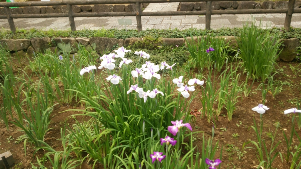 f:id:shukuzou:20170529160930j:plain f:id:shukuzou:20170529160930j:plain