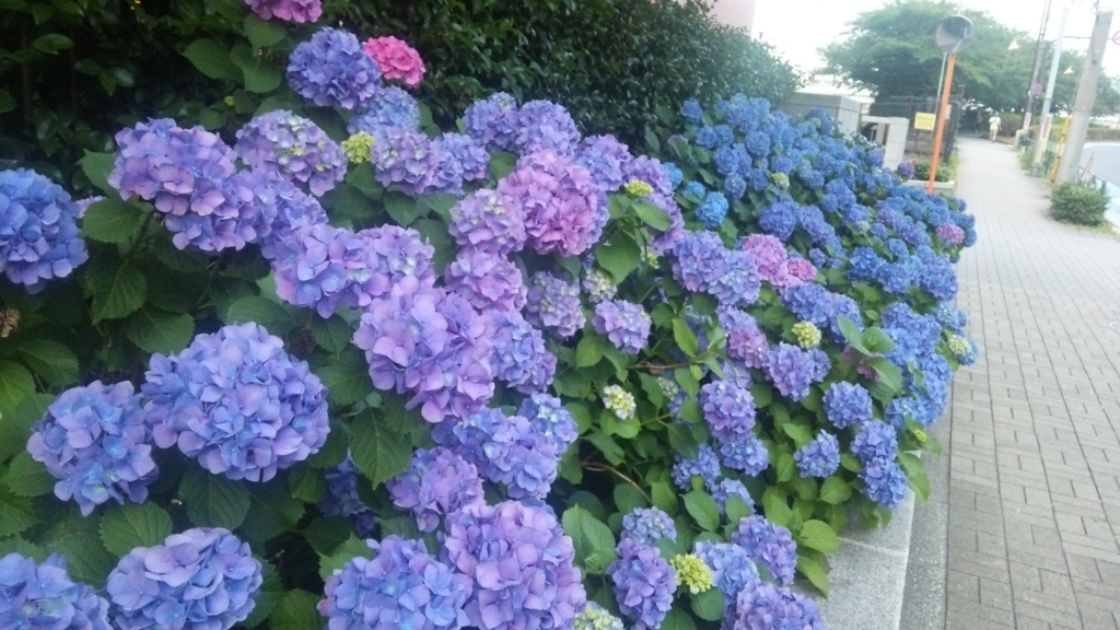 f:id:shukuzou:20180530144551j:plain f:id:shukuzou:20180530144551j:plain