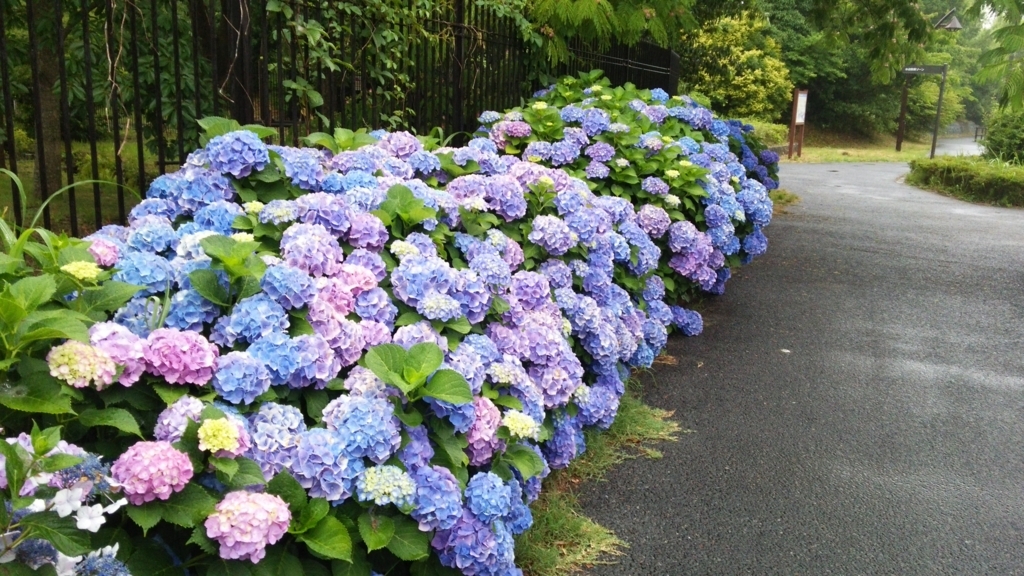 f:id:shukuzou:20180611093813j:plain
