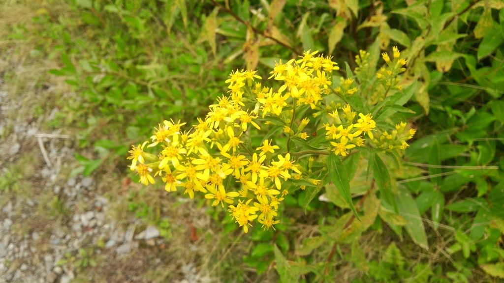 f:id:shukuzou:20180904144705j:plain f:id:shukuzou:20180904144705j:plain