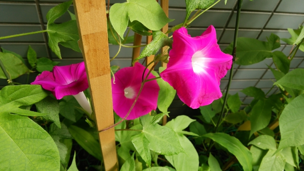 f:id:shukuzou:20180913162102j:plain