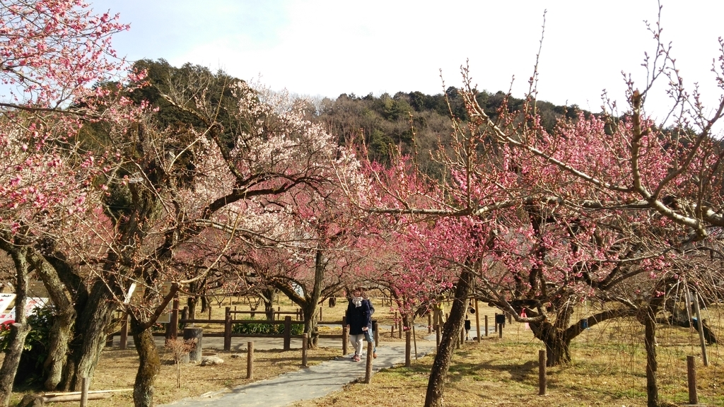 f:id:shukuzou:20190212074645j:plain