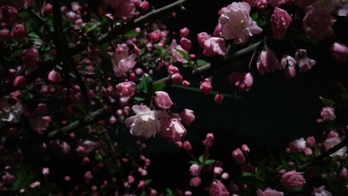 f:id:shukuzou:20190328142300j:plain