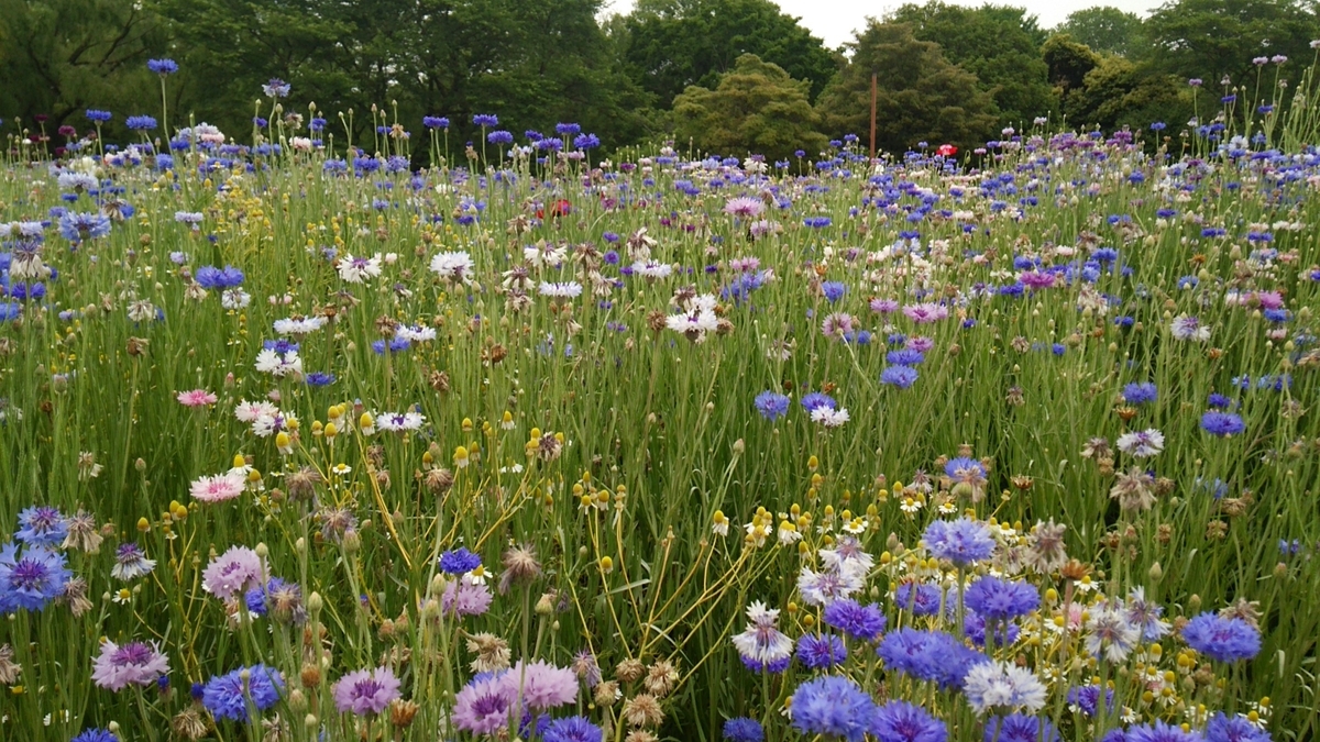 f:id:shukuzou:20190603160654j:plain