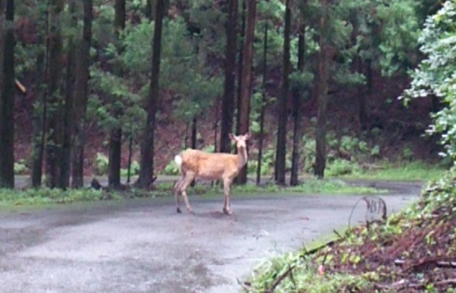 f:id:shukuzou:20190708091025j:plain