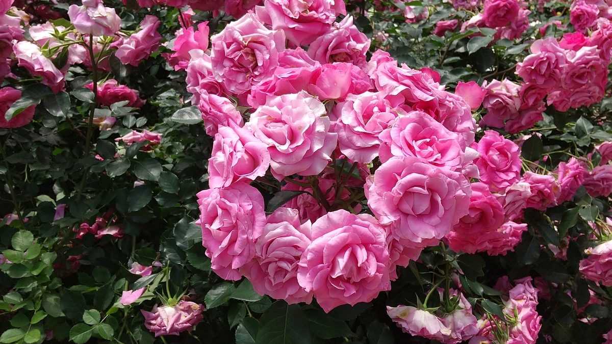 f:id:shukuzou:20200525161057j:plain f:id:shukuzou:20200525161057j:plain