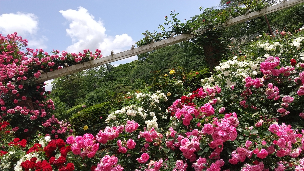 f:id:shukuzou:20200525161139j:plain f:id:shukuzou:20200525161139j:plain