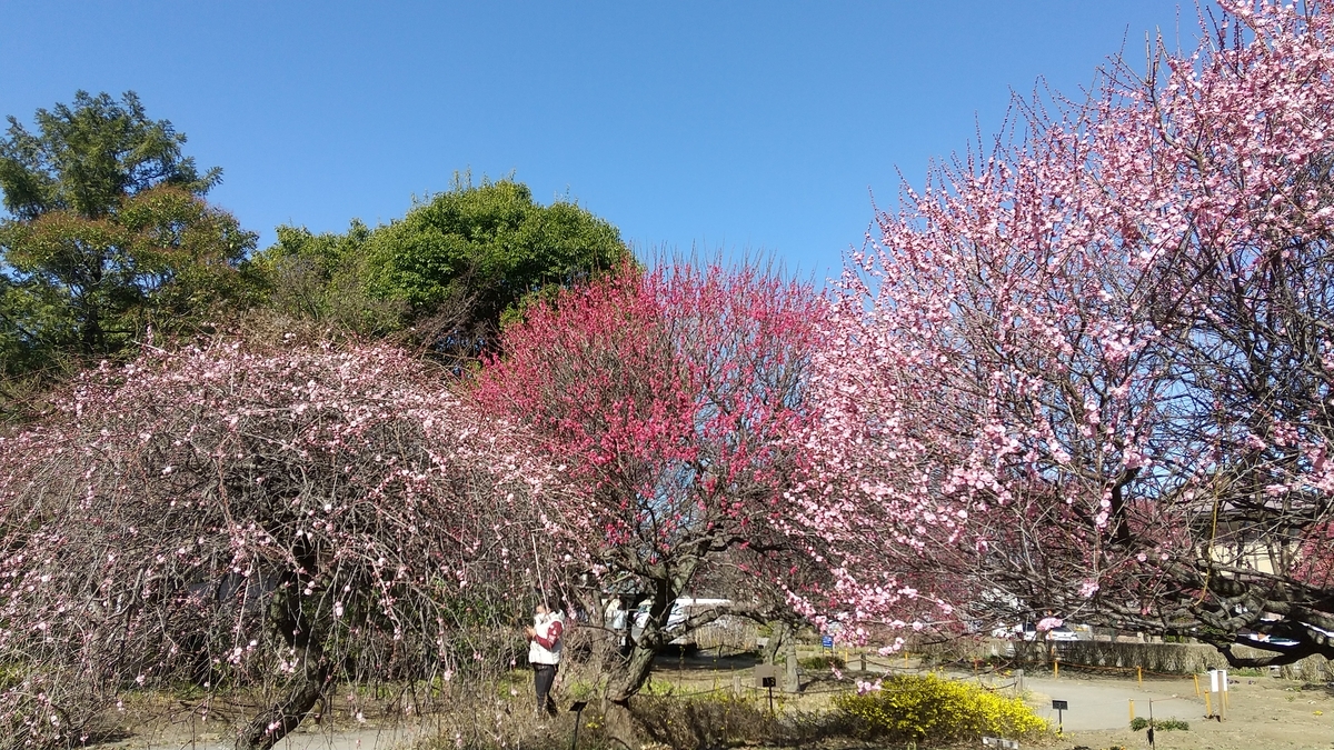f:id:shukuzou:20210227122634j:plain