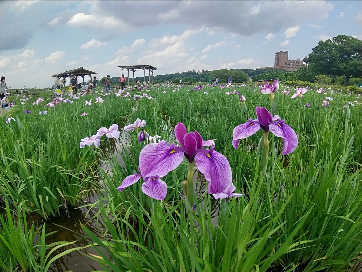 f:id:shukuzou:20210531122824j:plain