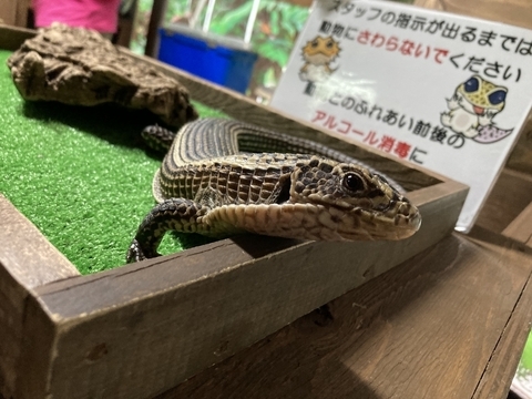 爬虫類好きの聖地！体感型動物園 iZoo で、ここでしかできない体験を