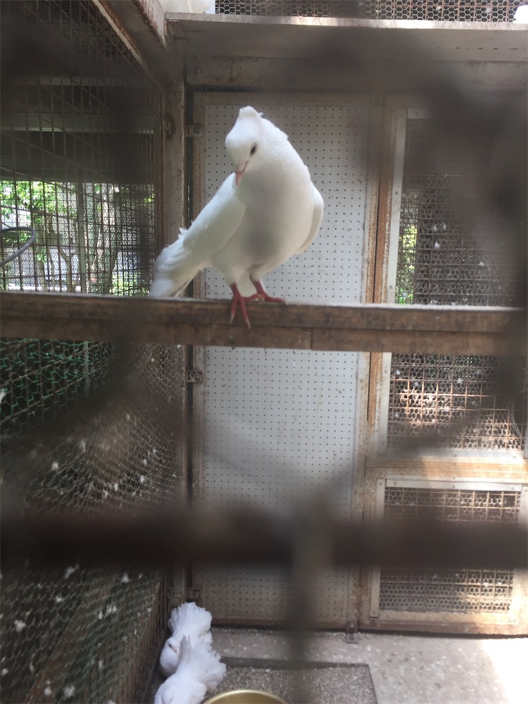 f:id:shumirion:20191102113620j:image f:id:shumirion:20191102113620j:image