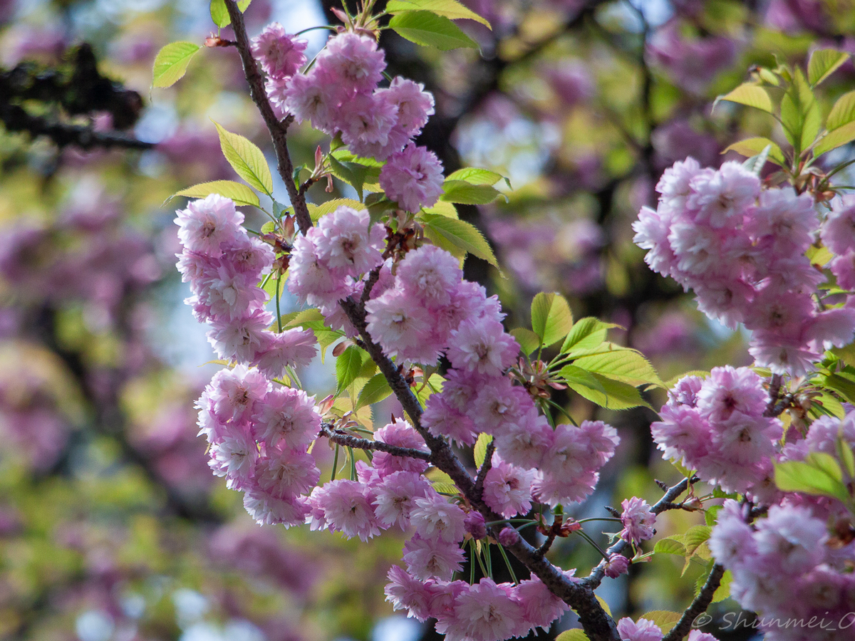 火打谷菊桜