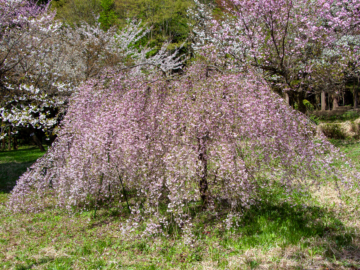 枝垂豆桜