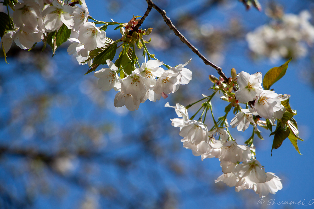 大島桜