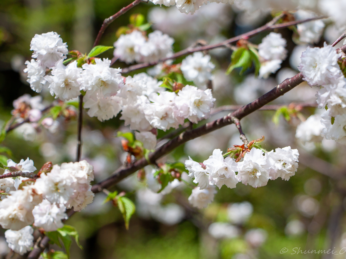 雛菊桜