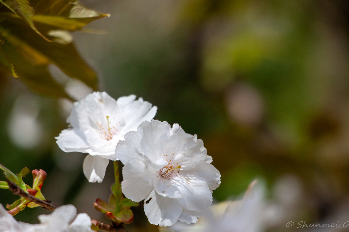 八重山桜
