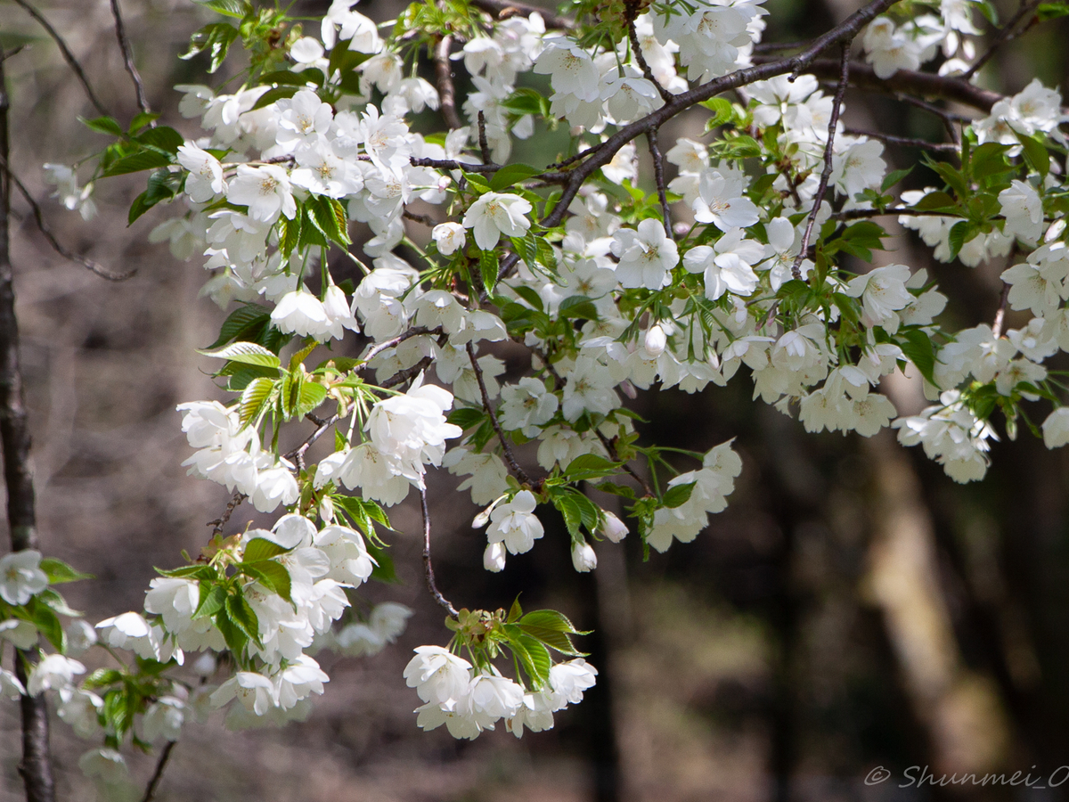 旗桜