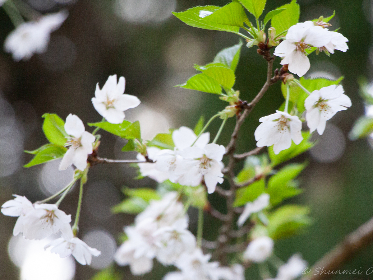 鞍馬桜