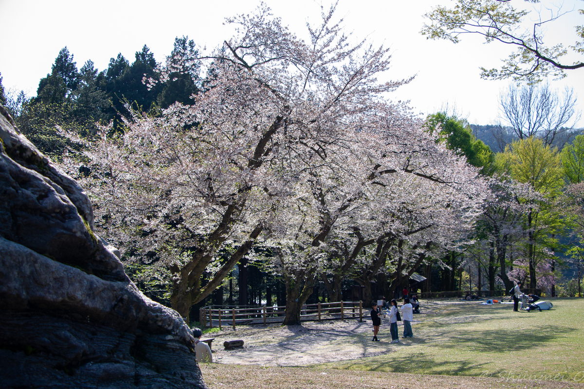 染井吉野