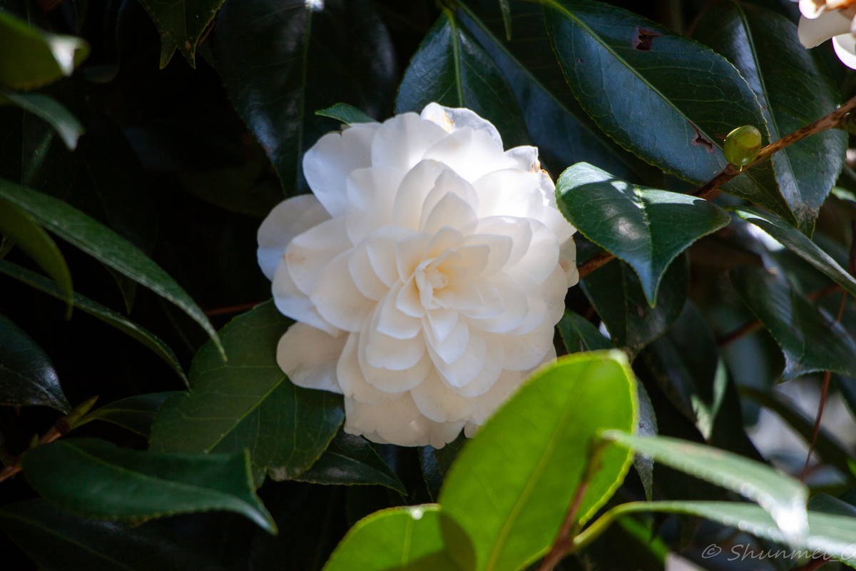 白菊