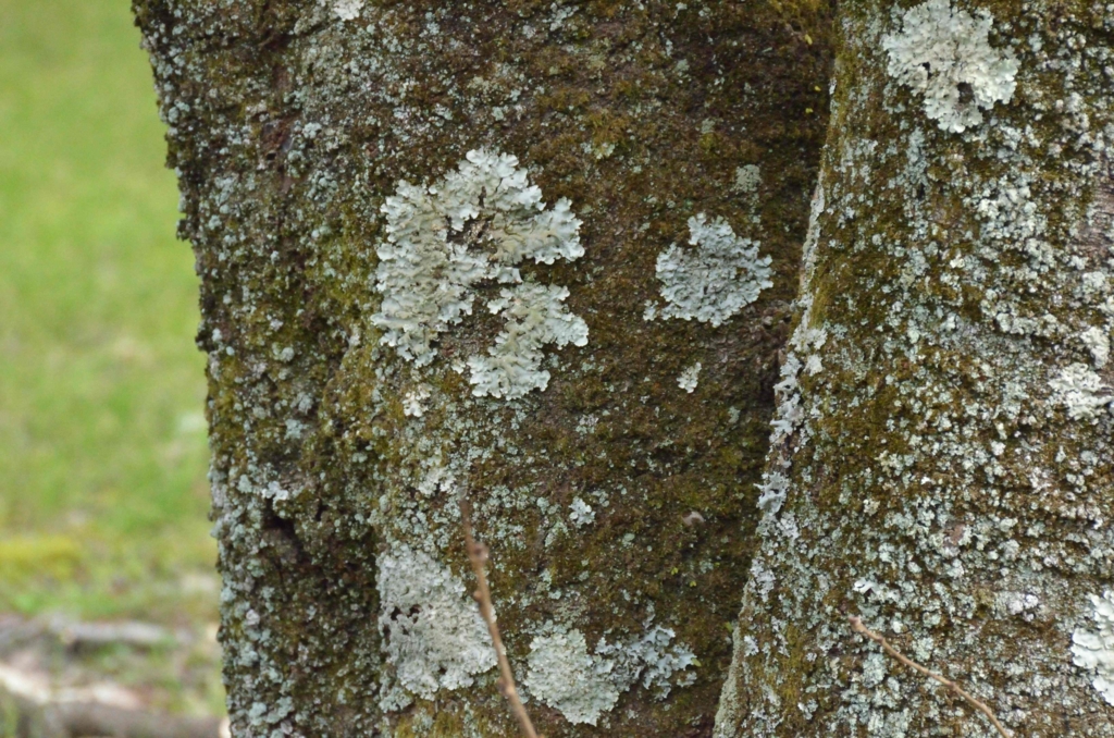 f:id:shunadachi:20170302134000j:plain