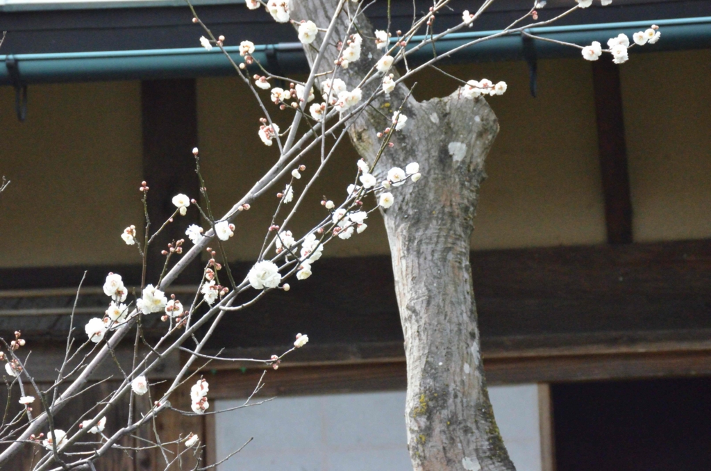 f:id:shunadachi:20170302134046j:plain