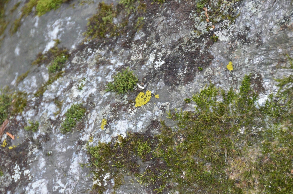 f:id:shunadachi:20170302134245j:plain