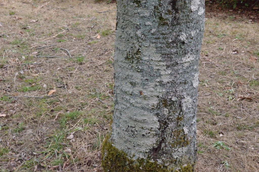 f:id:shunadachi:20170302134416j:plain