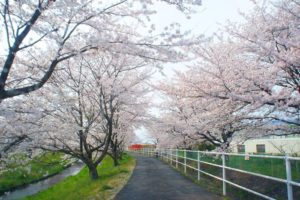 桜の名所巡り パレットピア大野 犬ブログ シュナわん