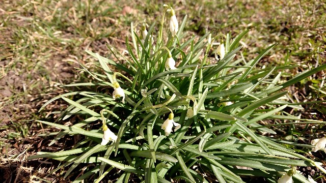 f:id:shunichikun:20220403010414j:image