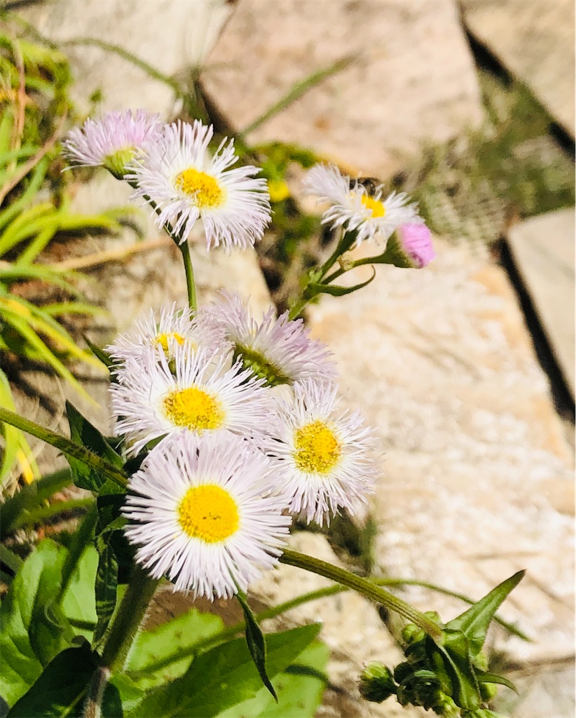 f:id:shunkun2019:20200423074451j:image