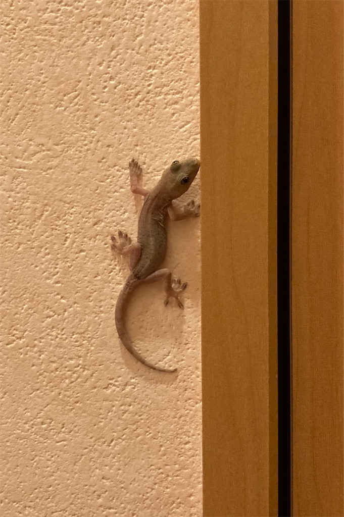 ヤモリさんです。 - shunkun's blog