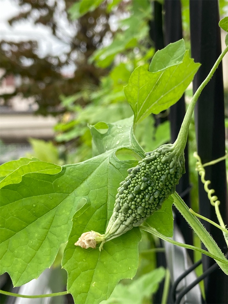 f:id:shunkun2019:20200924065242j:image