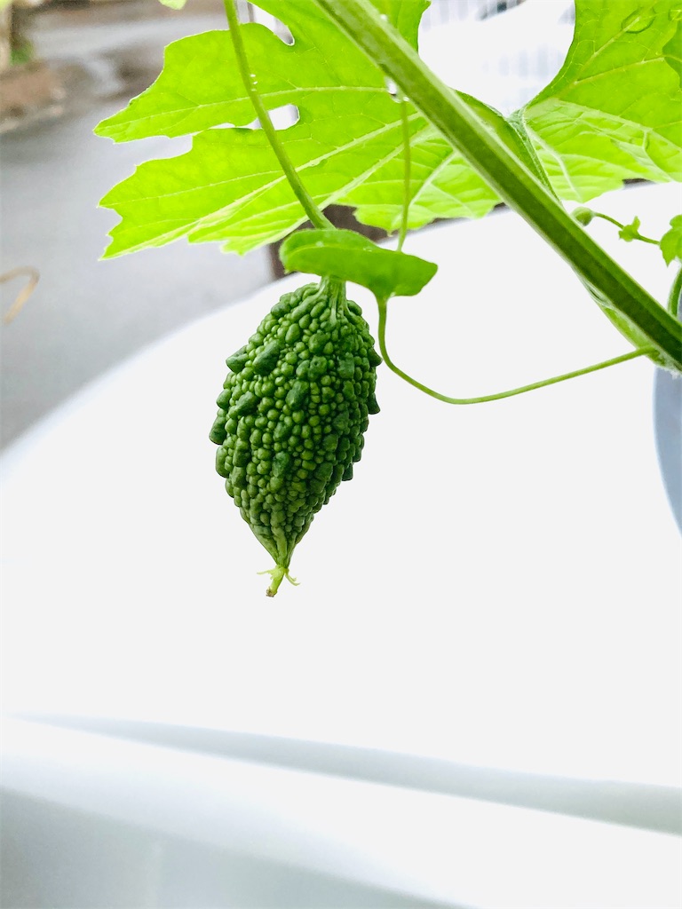 f:id:shunkun2019:20200924065247j:image