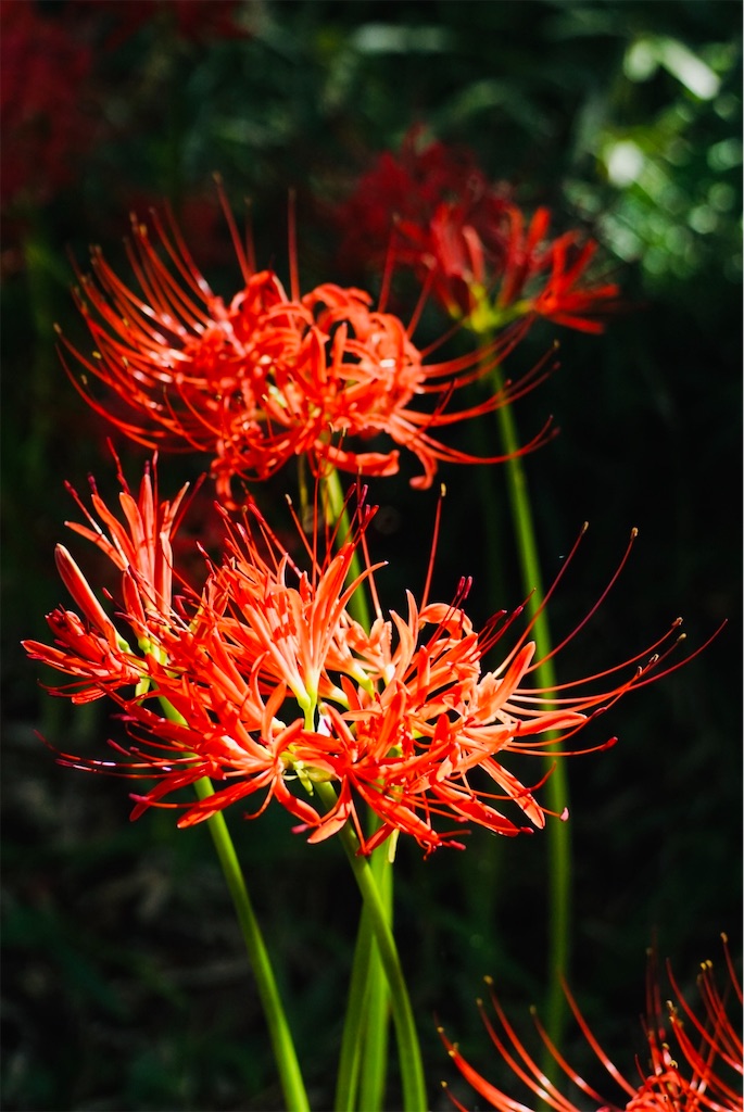 f:id:shunkun2019:20200928074027j:image