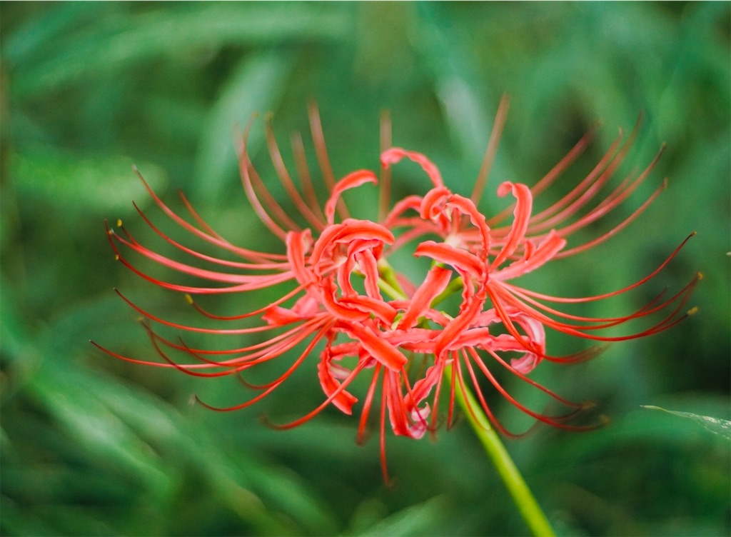 f:id:shunkun2019:20200928074511j:image