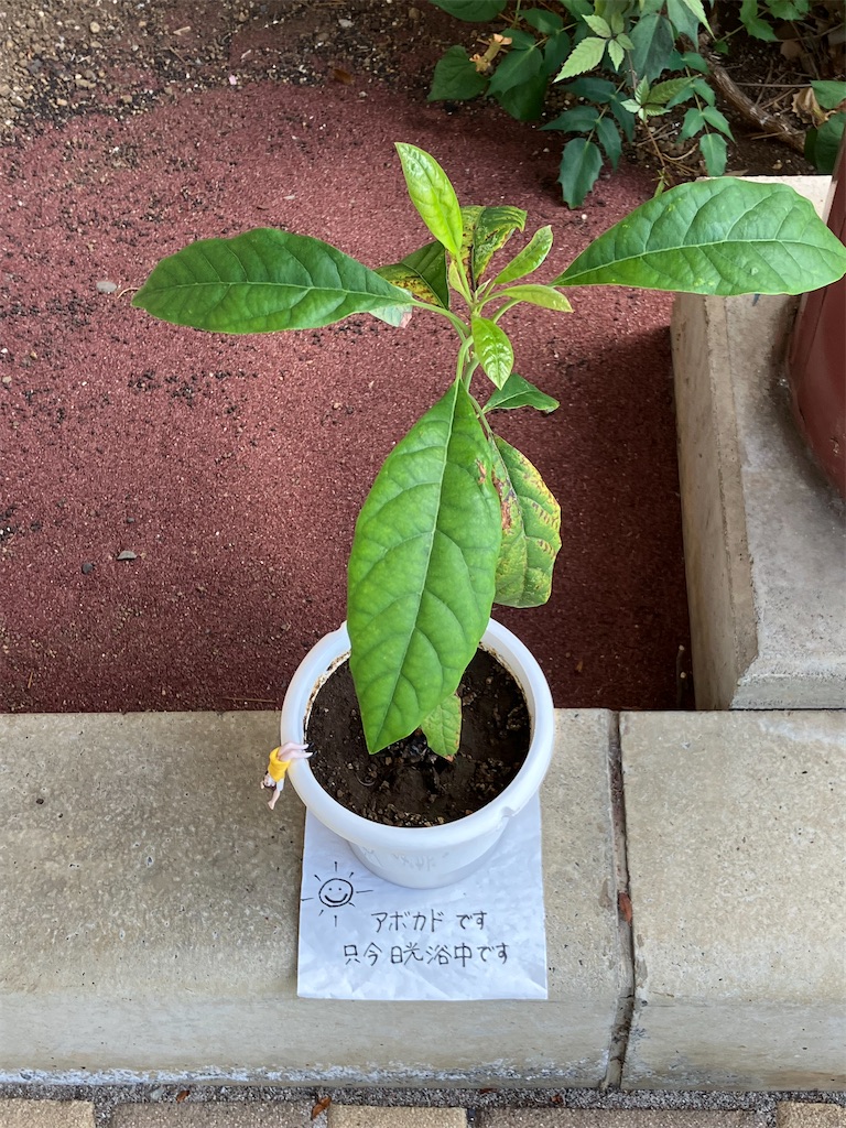 f:id:shunkun2019:20220710211846j:image