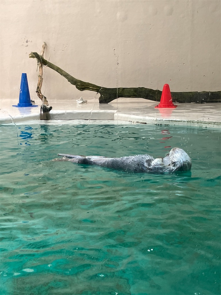 f:id:shunkun2019:20250629165249j:image f:id:shunkun2019:20250629165249j:image