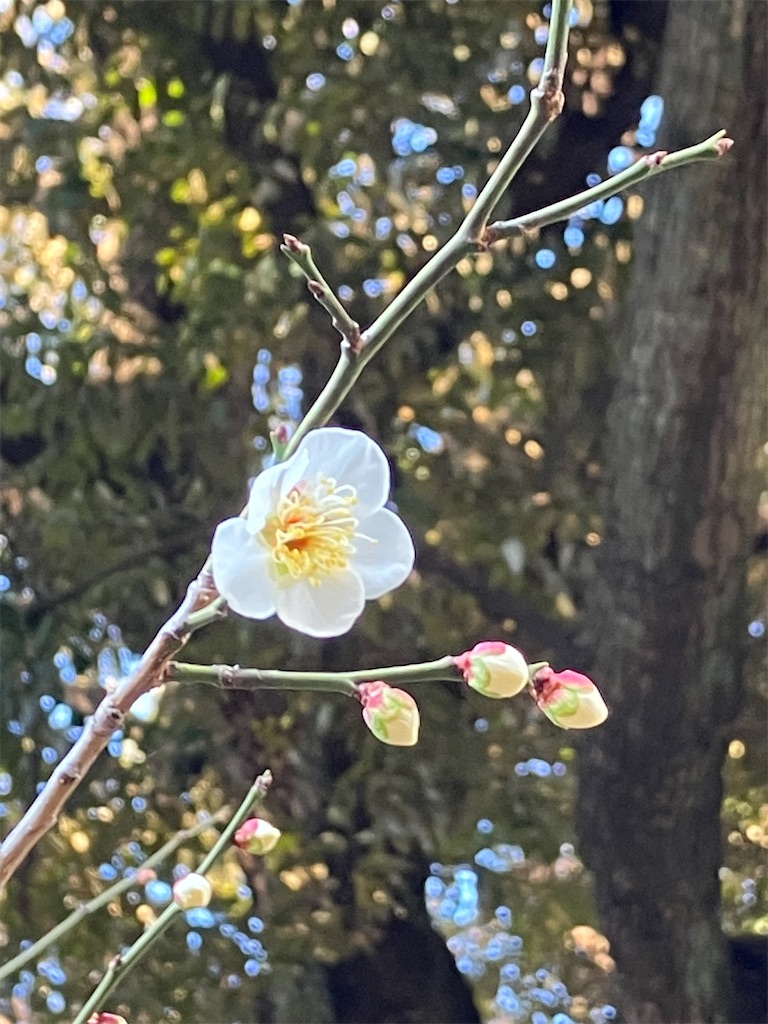 f:id:shunkun2019:20260203235214j:image