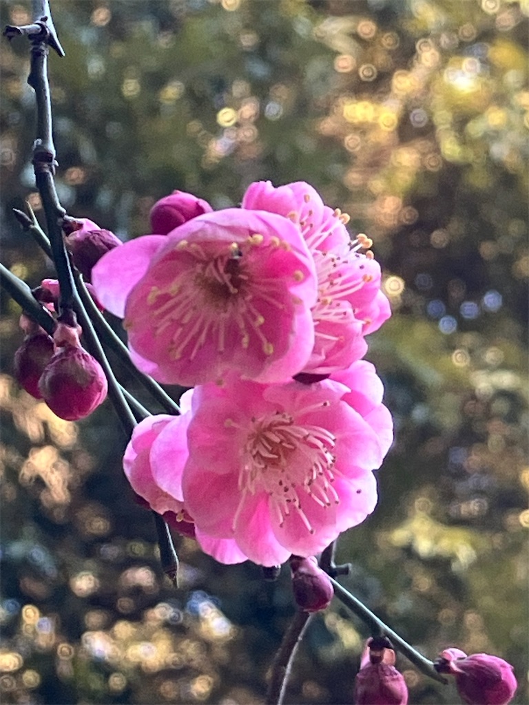 f:id:shunkun2019:20260203235218j:image