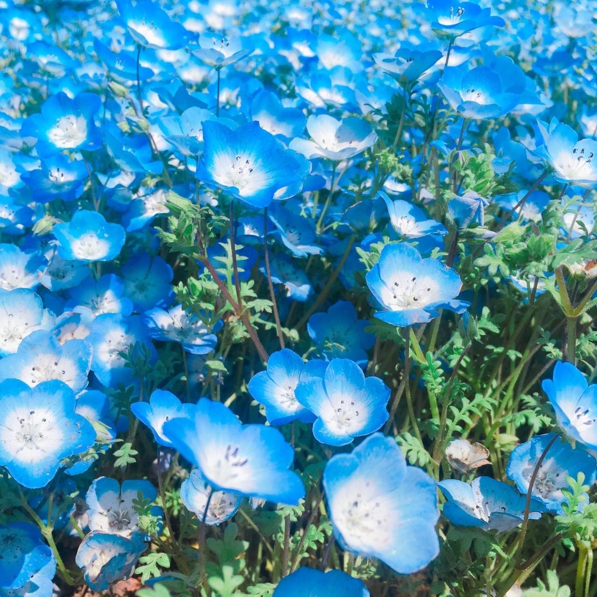 花言葉とは 動植物の人気 最新記事を集めました はてな