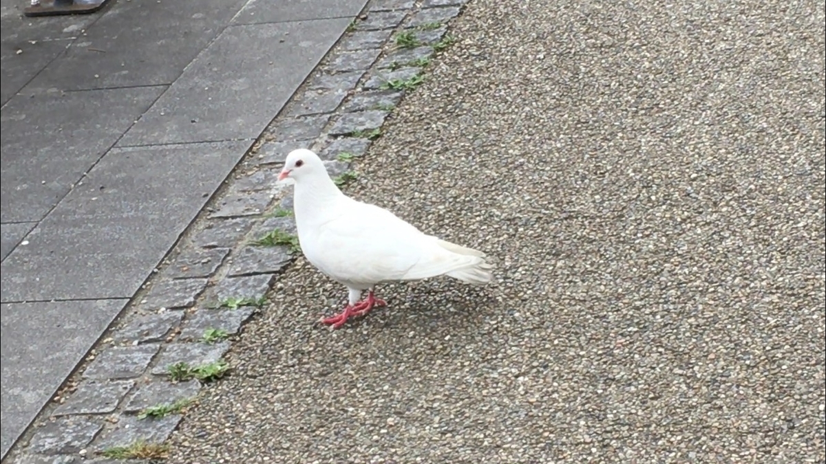 鳩 主の帆教会自然ブログ 主の帆教会自然ブログ