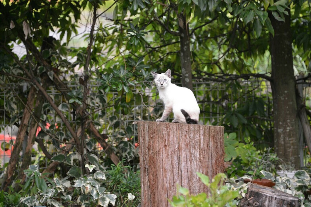 メナードがマルチ商法 ネットワークビジネスではないか調べてみた 共働きサラリーマンの家計簿