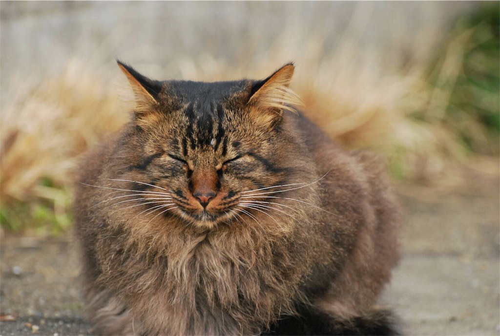 f:id:shunpon:20170407192132j:image f:id:shunpon:20170407192132j:image