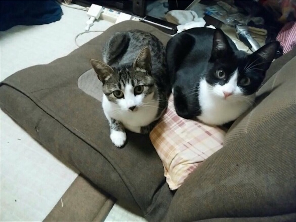 f:id:shunpon:20170823210711j:image f:id:shunpon:20170823210711j:image