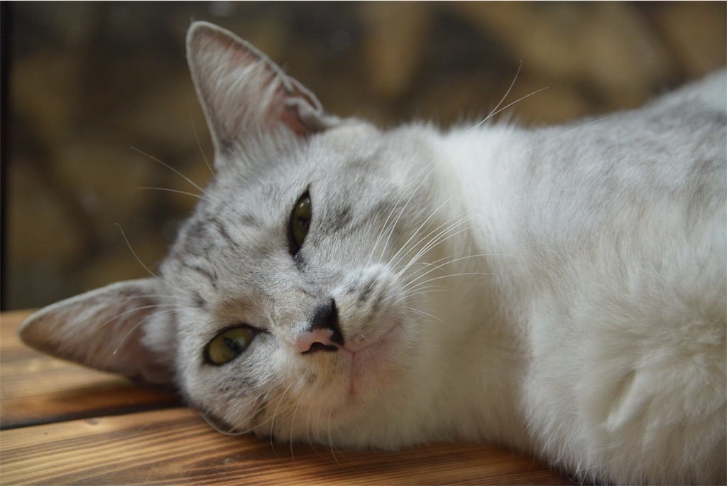 f:id:shunpon:20171018214933j:image f:id:shunpon:20171018214933j:image