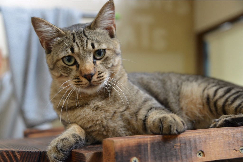 f:id:shunpon:20180101222129j:image f:id:shunpon:20180101222129j:image