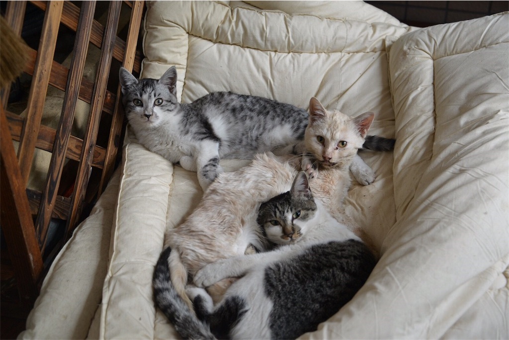 f:id:shunpon:20180315210720j:image f:id:shunpon:20180315210720j:image